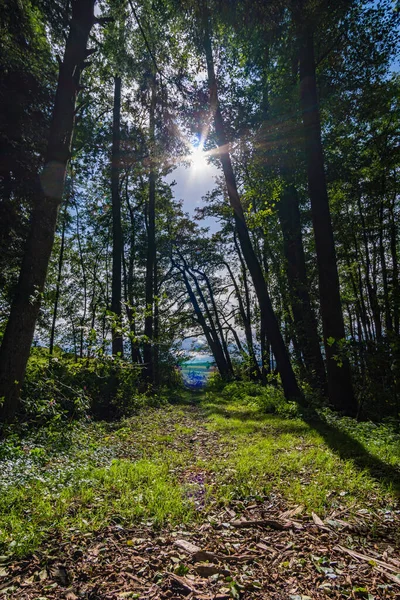 Maravillosa Caminata Otoño Soleada Alta Suabia Cerca Wilhelmsdorf Cerca Del —  Fotos de Stock