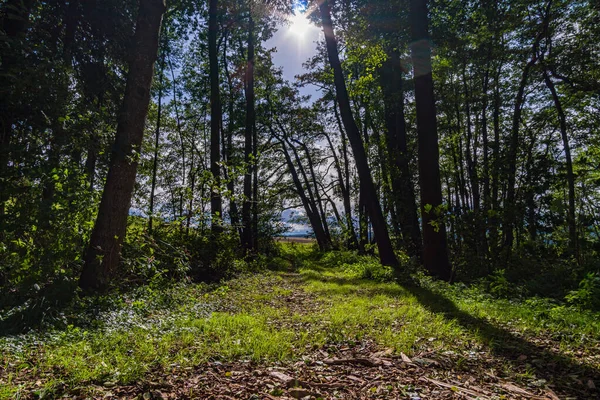 Maravillosa Caminata Otoño Soleada Alta Suabia Cerca Wilhelmsdorf Cerca Del — Foto de Stock