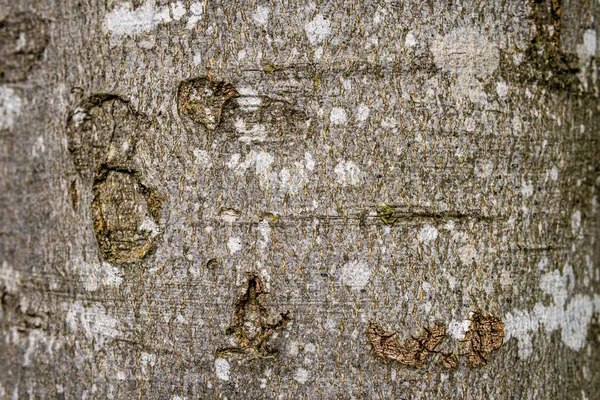 Bükk Keményfa Textúra Háttér Vegyes Erdőben Felső Sváb Németországban — Stock Fotó