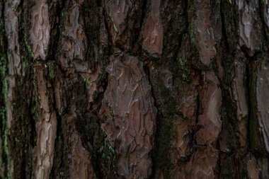 Almanya 'nın üst kesimlerindeki karışık ormanlarda çam ağacı dokusu