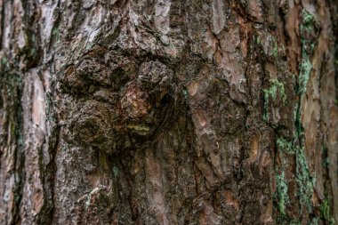 Almanya 'nın üst kesimlerindeki karışık ormanlarda çam ağacı dokusu