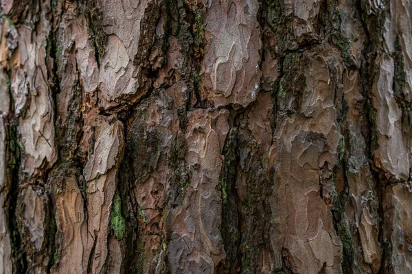 Borovice Softwood Strom Textura Pozadí Smíšeném Lese Horní Swabia Německo — Stock fotografie