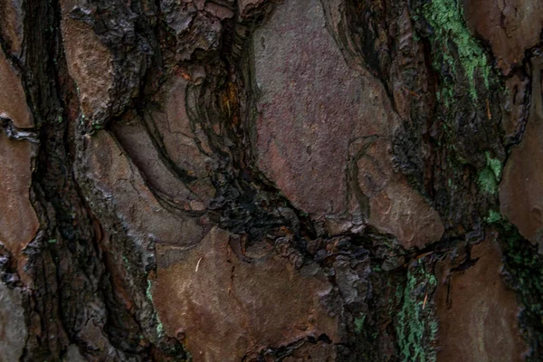 Borovice Softwood Strom Textura Pozadí Smíšeném Lese Horní Swabia Německo — Stock fotografie