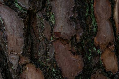 Almanya 'nın üst kesimlerindeki karışık ormanlarda çam ağacı dokusu