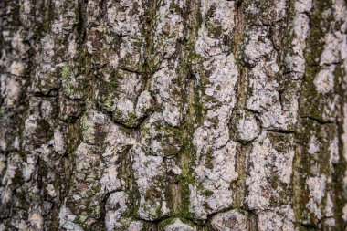 Almanya 'nın üst kesimlerindeki karışık ormanlarda çam ağacı dokusu