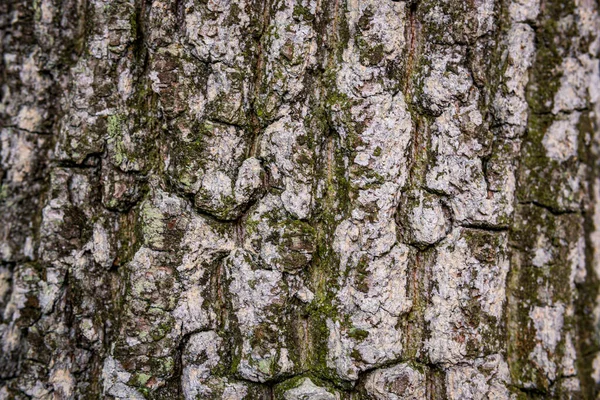 Borovice Softwood Strom Textura Pozadí Smíšeném Lese Horní Swabia Německo — Stock fotografie