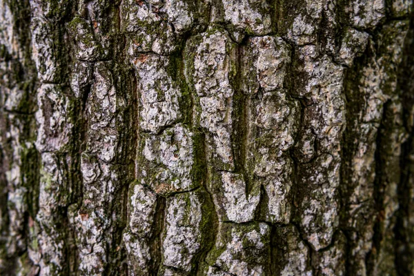 Borovice Softwood Strom Textura Pozadí Smíšeném Lese Horní Swabia Německo — Stock fotografie