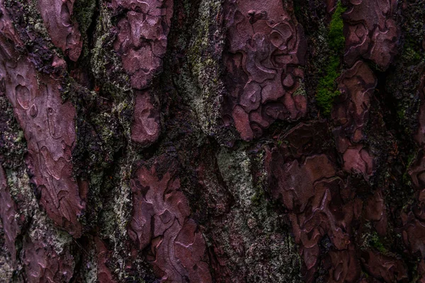 Borovice Softwood Strom Textura Pozadí Smíšeném Lese Horní Swabia Německo — Stock fotografie
