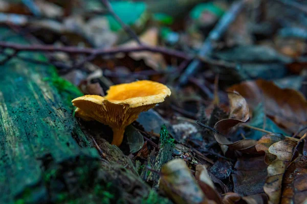 Olika Svampsvampar Den Färgstarka Höstskogen Övre Schwaben Tyskland — Stockfoto