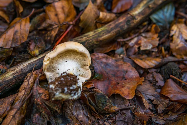 德国上斯瓦比亚五彩缤纷的秋林中的各种蘑菇真菌 — 图库照片