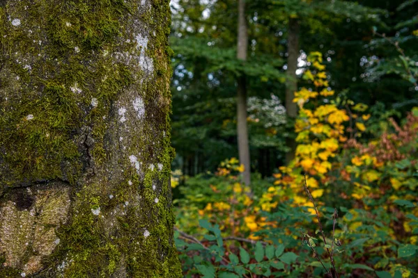Gyönyörű Őszi Túra Színes Erdőben Wilhelmsdorf Közelében Ravensburg Felső Sváb — Stock Fotó