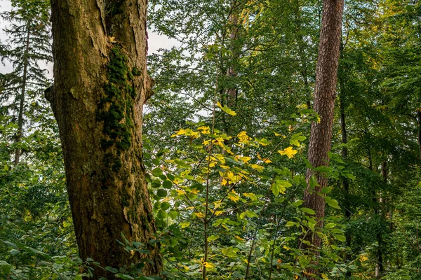 Krásná Podzimní Túra Pestrobarevném Lese Wilhelmsdorfu Ravensburgu Horním Švábském Německu — Stock fotografie