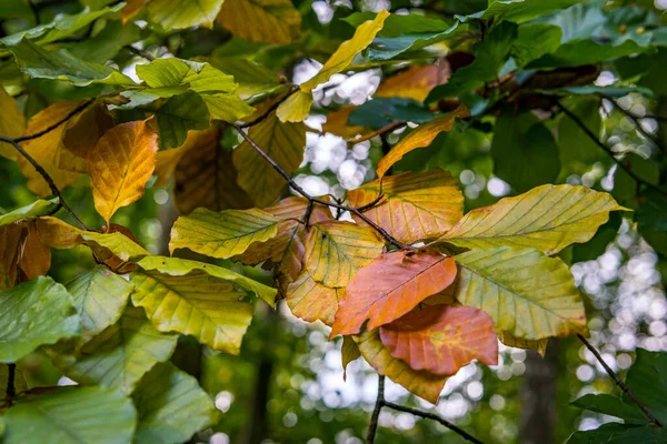 Mooie Herfstwandeling Het Kleurrijke Bos Bij Wilhelmsdorf Bij Ravensburg Oberwaben — Stockfoto