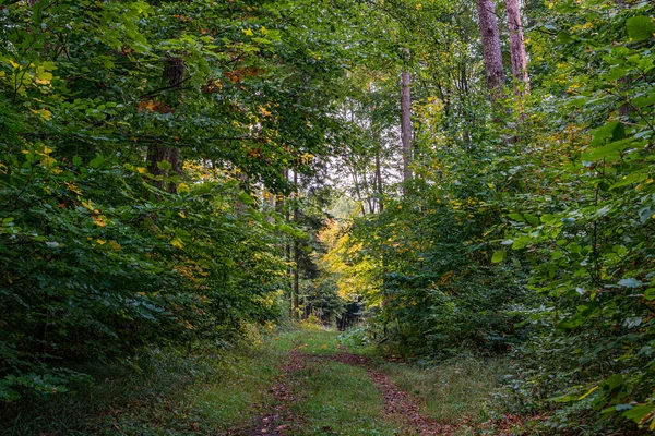 Bella Escursione Autunnale Nella Foresta Colorata Vicino Wilhelmsdorf Vicino Ravensburg — Foto Stock