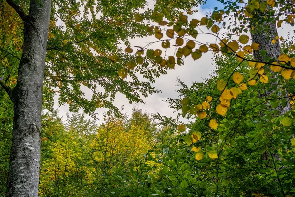 Vacker Höst Vandring Den Färgglada Skogen Nära Wilhelmsdorf Nära Ravensburg — Stockfoto