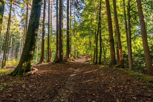 Bela Caminhada Outono Floresta Colorida Perto Wilhelmsdorf Perto Ravensburg Parte — Fotografia de Stock