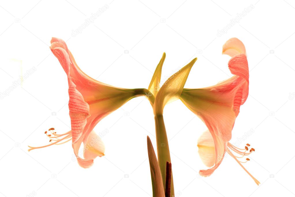 Double amarylis against a white background