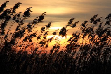 Reedbed güneşin arka ışık