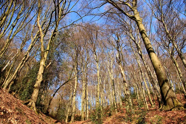 Mischwälder Winter Ohne Schnee — Stockfoto