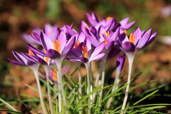 Purple Crocuses Back Light Spring Greeting — Stock Photo, Image