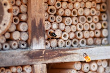 Bee hotel with bees approaching clipart