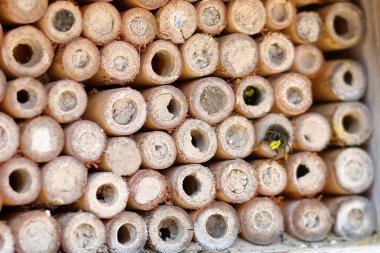 Bee hotel with bee before the excursion clipart