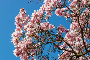 İlkbaharda mavi gökyüzünün önünde manolya çiçekleri