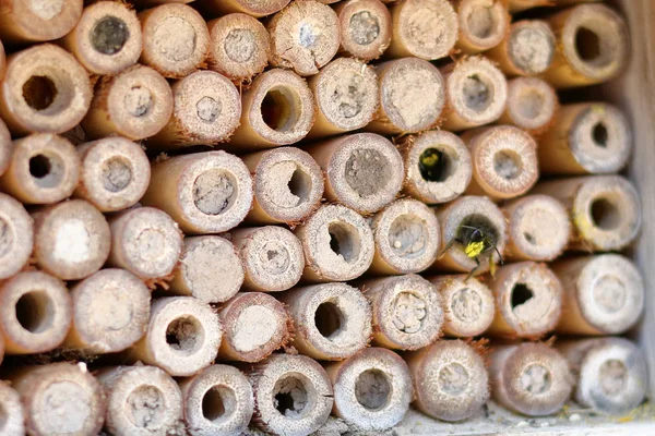 Gezi öncesi arı ile arı otel — Stok fotoğraf