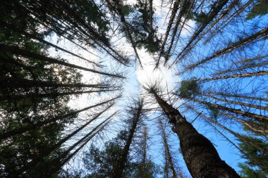 Blick in vertrocknete Baumwipfeln