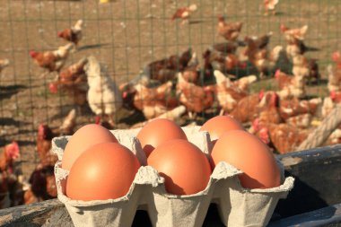 Serbest çiftlikteki tavuklardan gelen organik yumurtalar.