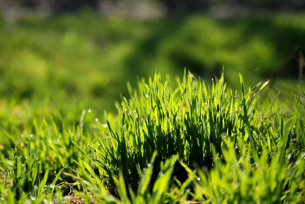 Fresh Grass Has Just Grown Green Grass Dew Drops Glistening — Stock Photo, Image
