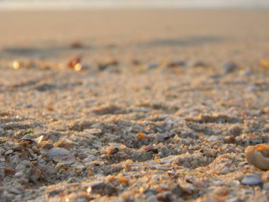 Sahil günbatımında aydınlandı, kabukları güneşte pırıltı