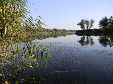 göl, reed, ağaçlar, hiç kimse