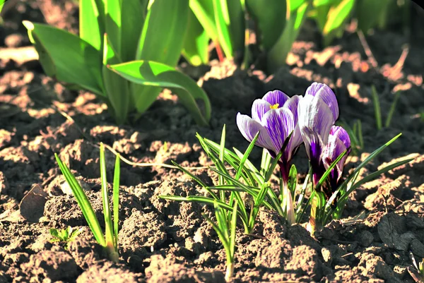 Spring Flowers Crocusesflowering Violet Crocus Early Spring — Stock Photo, Image