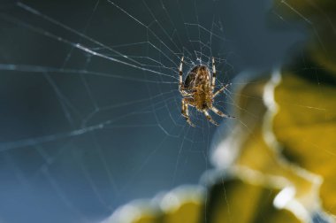 Örümcek merkezi onun Web ve mavi ve yeşil zemin üzerine alt görünümü