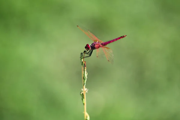 Rode Waterjuffer Een Groene Achtergrond Close Shot — Stockfoto