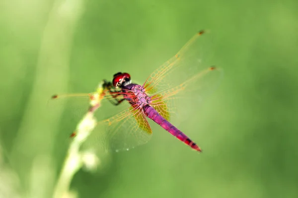 Red Dragonfly Fundo Verde Close Shot — Fotografia de Stock