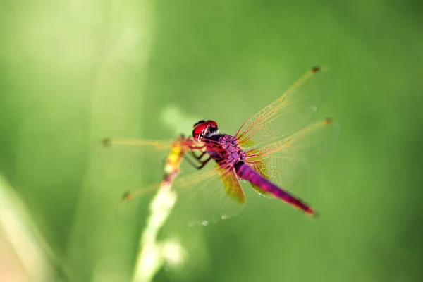 Red Dragonfly Fundo Verde Close Shot — Fotografia de Stock