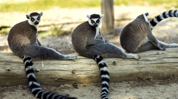 Trois Lémuriens Queue Annulaire Assis Sur Arbre Par Terre Regardant — Photo