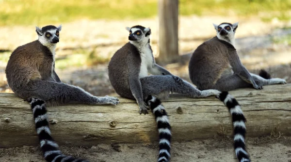 Three Ring Tailed Lemur Sitting Tree Ground Looking Camera — Stock Photo, Image