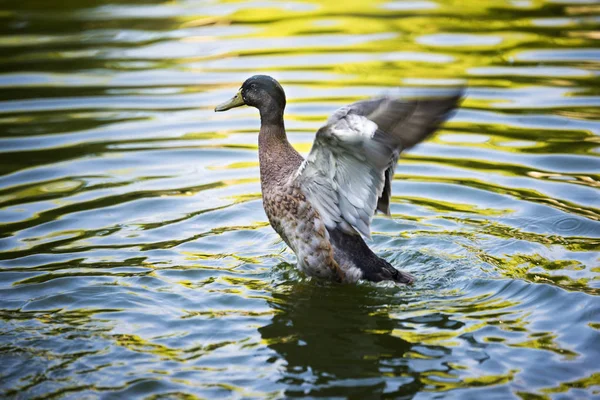 Grünkopf Ente Mit Geöffneten Flügeln Wasser — Stockfoto