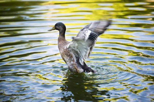 Grünkopf Ente Mit Geöffneten Flügeln Wasser — Stockfoto
