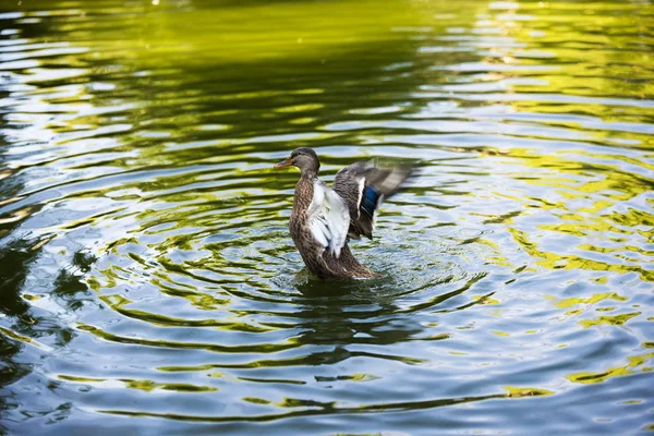 Ente Mit Geöffneten Flügeln Wasser — Stockfoto