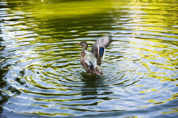 Ente Mit Geöffneten Flügeln Wasser — Stockfoto