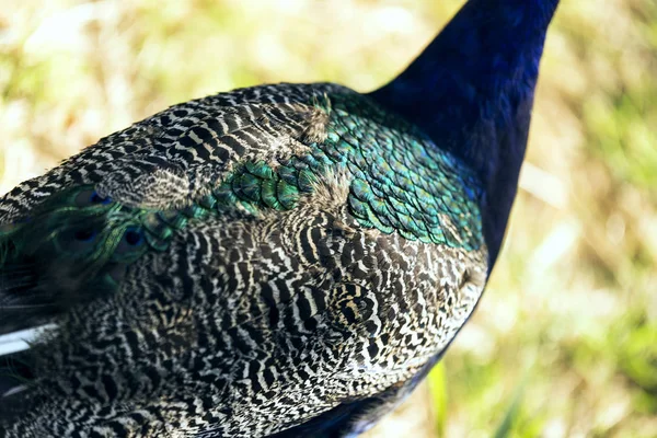 Patrón Plumas Pavo Real Cerca Foto — Foto de Stock