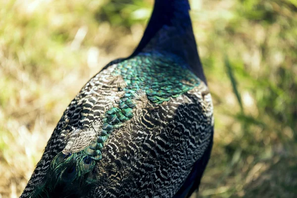 Peacock Feather Patroon Close Foto — Stockfoto