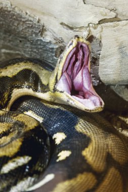 Opened mouth Python snake close up shot in a zoo. clipart
