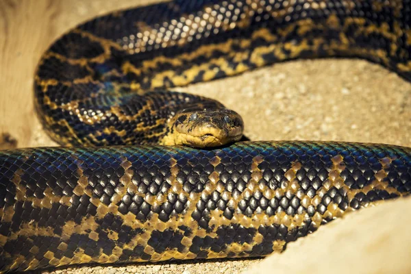 Pythonschlange Aus Nächster Nähe Zoo Erschossen — Stockfoto