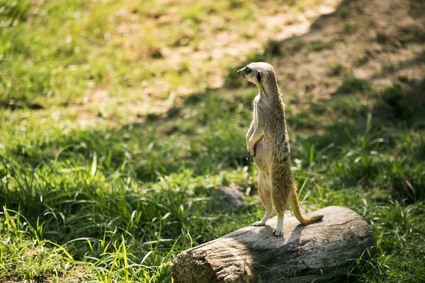 Surkat Sur Une Montre Debout Dans Une Prairie Regardant Caméra — Photo