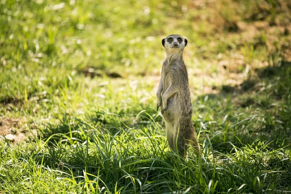 One Meerkat Watch Standing Meadow — Stock Photo, Image